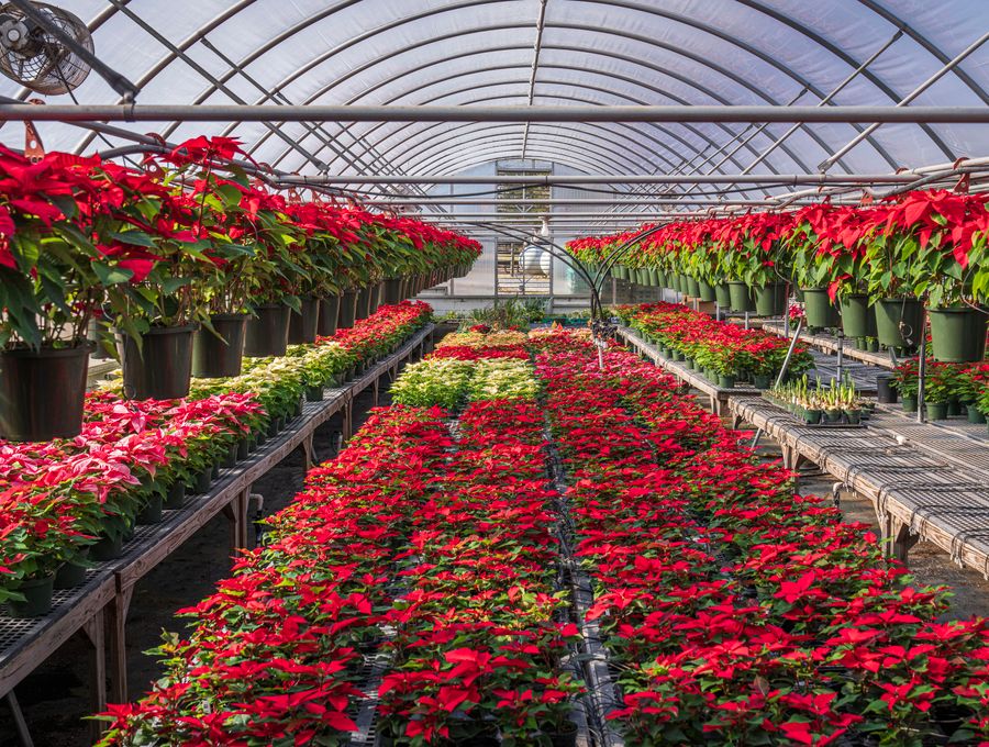 Garden center greenhouse with rows of plants