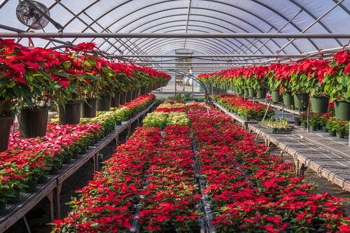 Free Abundant poinsettias in a greenhouse providing a burst of color and holiday spirit. Stock Photo