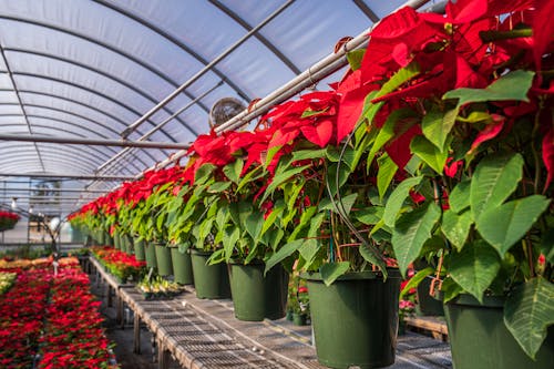 Poinsettias in a Greenhouse 