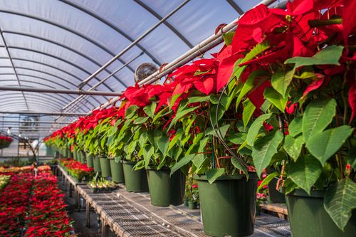 Free Lush red poinsettias in a greenhouse, perfect for seasonal and floral themes. Stock Photo