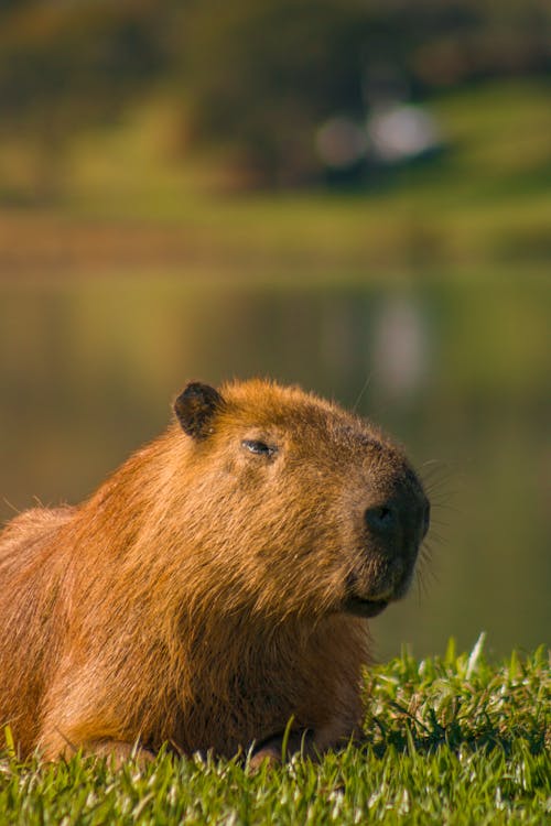 Δωρεάν στοκ φωτογραφιών με capybara, γκρο πλαν, γρασίδι