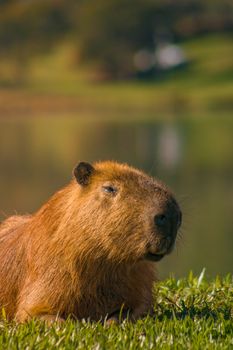 Close-up of a capybara lying in grass near a pond, capturing serene wildlife moments.