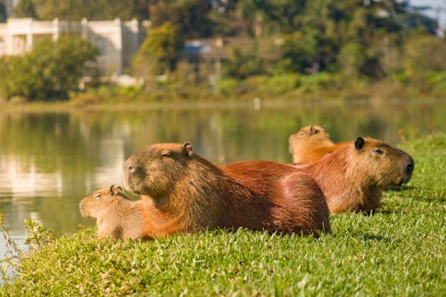 Close-up of Capybaras Lying on the Grass