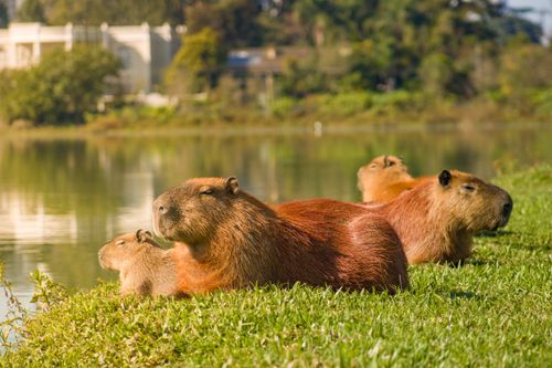 Free A group of capybaras lounging by a lake in the park, showcasing wildlife in a natural setting. Stock Photo