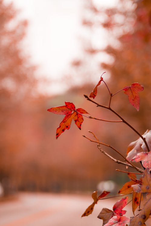 Close up of Autumn Leaves