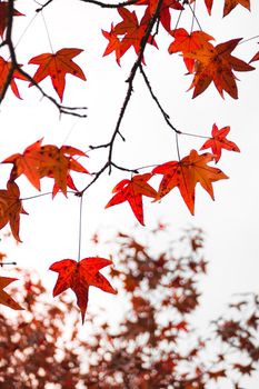 Close-up of vibrant red autumn leaves hanging from branches against a light sky.