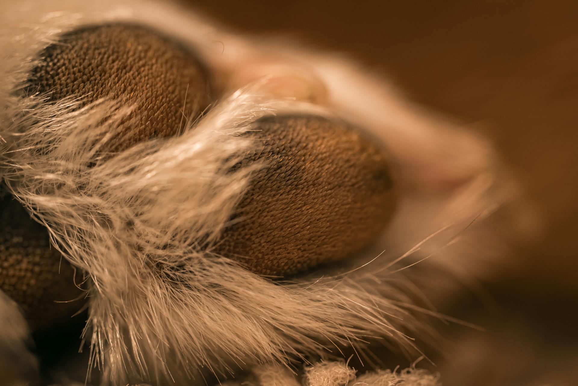 Close up of Animal Paw