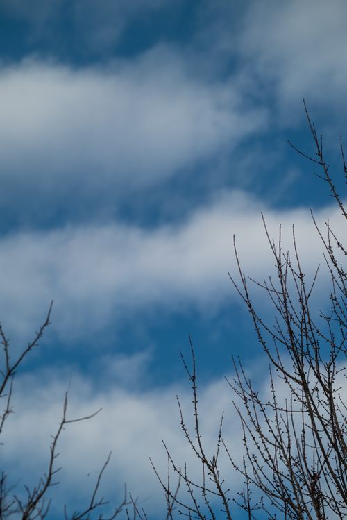 Free Barren tree branches reach up against a cloudy blue sky, highlighting nature's beauty. Stock Photo