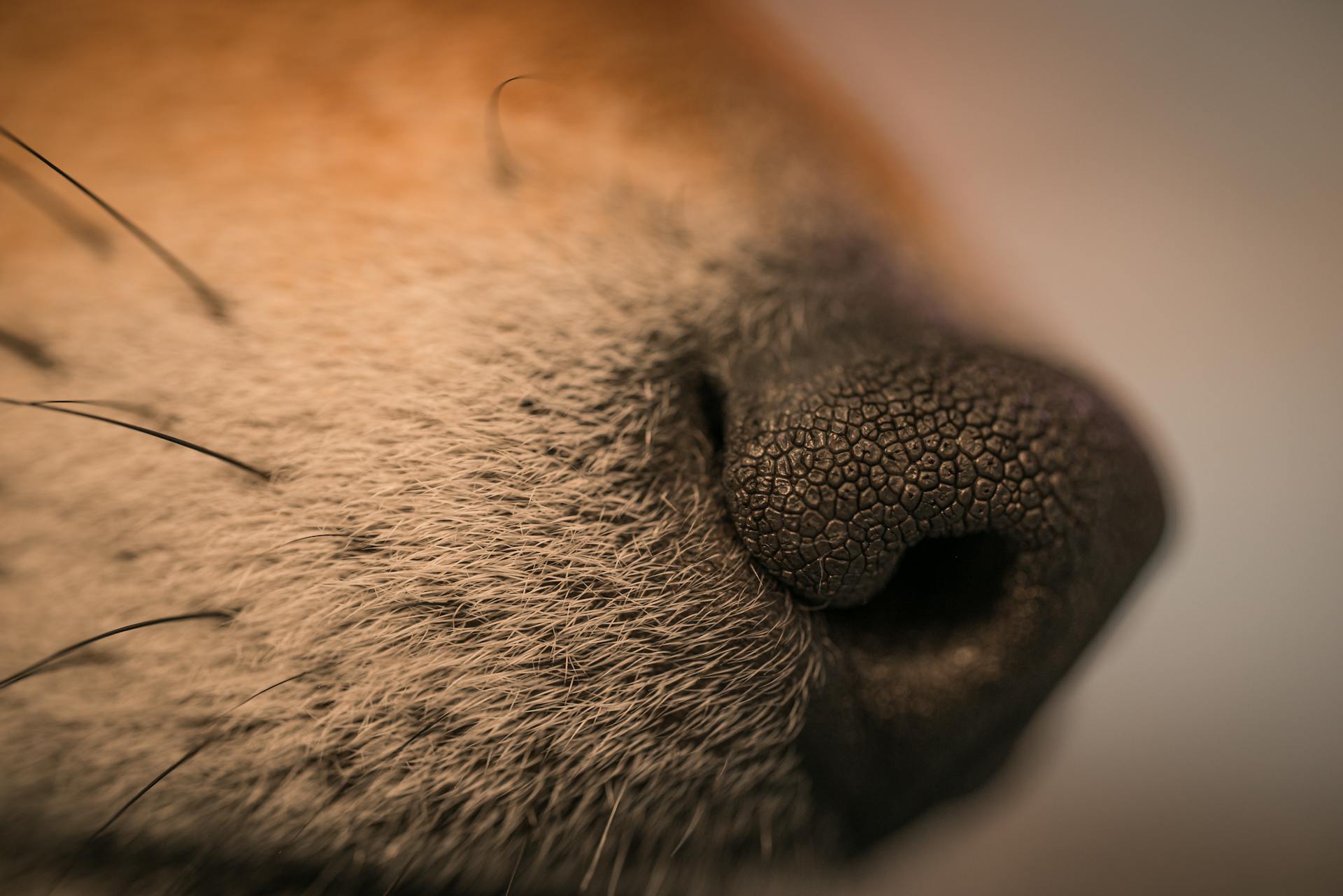 Extreme Close-up of a Dog Nose