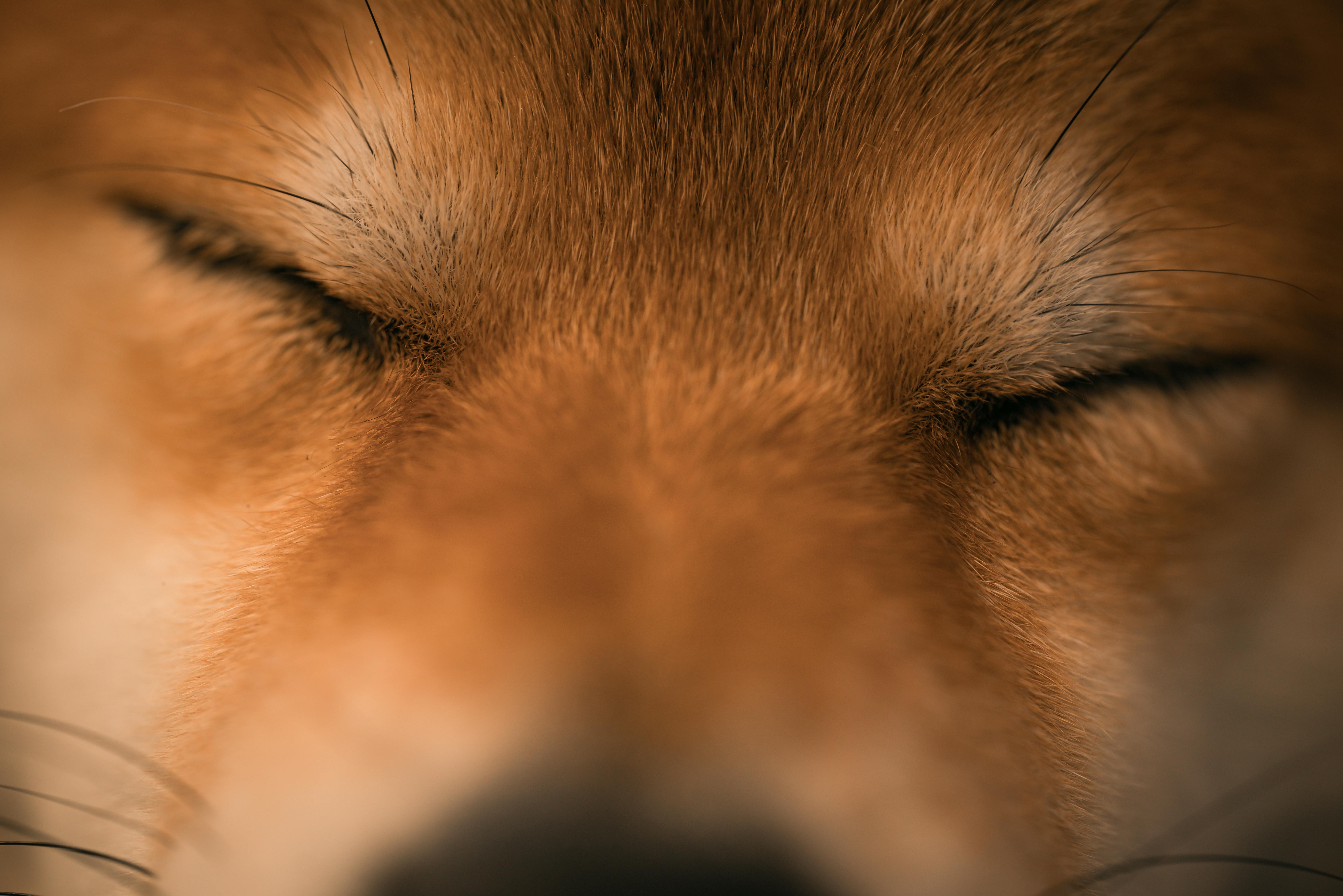 Close up of a Shiba Dog with Eyes Closed Free Stock Photo