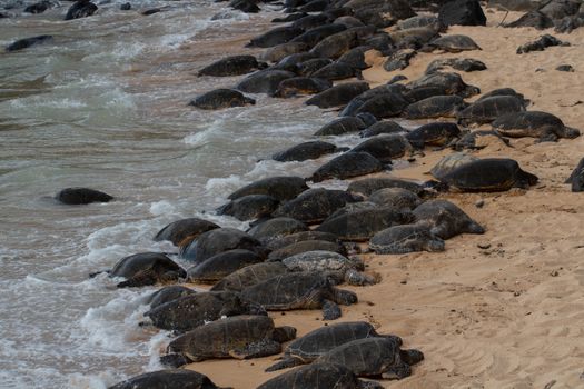 A group of sea turtles basking on a sandy beach near the ocean waves.