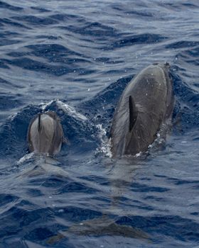 A high-angle view of dolphins swimming together in the blue ocean, showcasing their dorsal fins above the water.