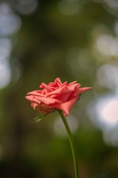 An elegant pink rose captured with soft bokeh background, showcasing its delicate petals and natural beauty.