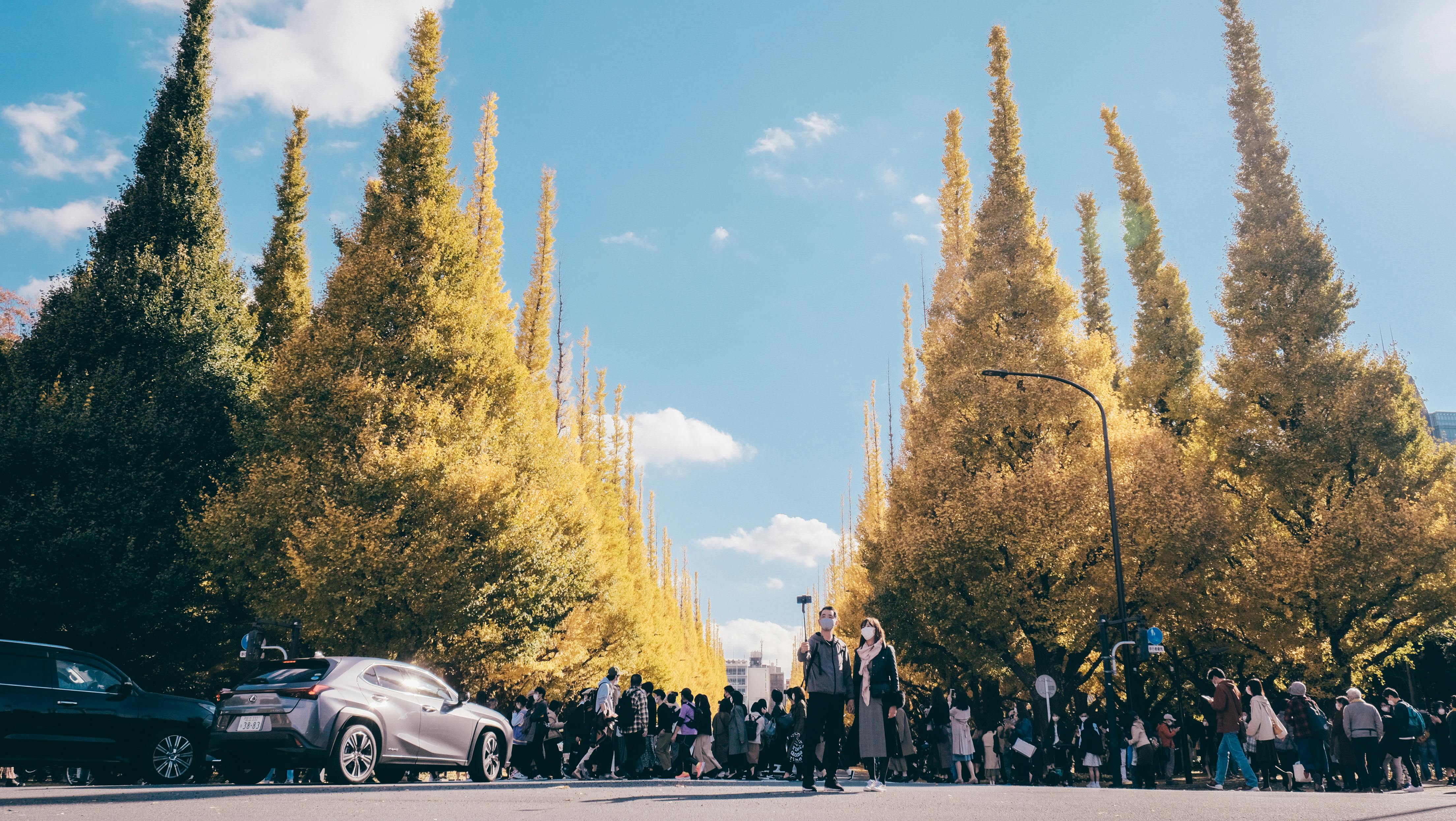 Ginkgo Avenue Autumn — Meiji Jingu Gaien Tokyo Japan