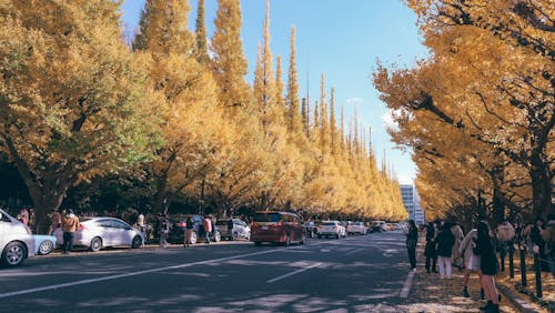 A Street between Autumnal Trees in City 