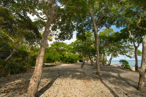 Бесплатное стоковое фото с beachlover, берег пляжа, деревья