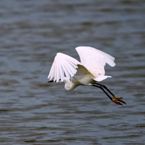 Foto profissional grátis de beleza na natureza, egrets, fotografia da vida selvagem