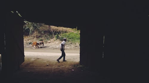 Fotobanka s bezplatnými fotkami na tému chôdza, dedinský, dobytok