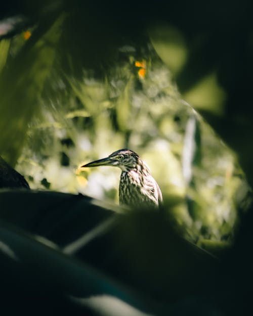 View of a Heron Sitting between Leaves 