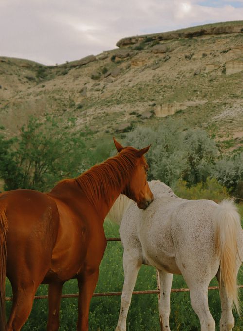 Free Two horses enjoy a tranquil day in the rural landscape of Türkiye, showcasing natural beauty and harmony. Stock Photo