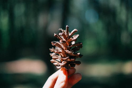 Hand Holding a Pine Cone 