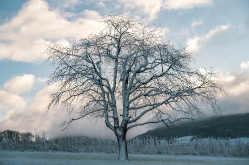A Snowcapped Tree on a Field in Winter 
