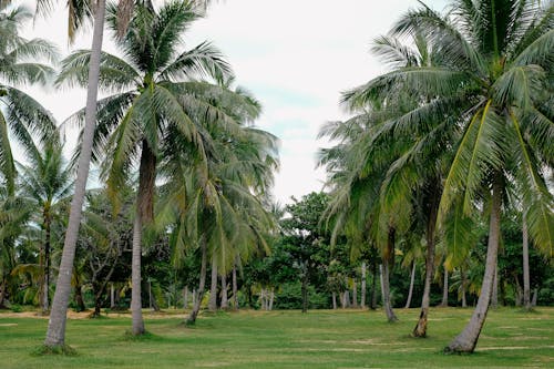 Green Palm Trees in Park