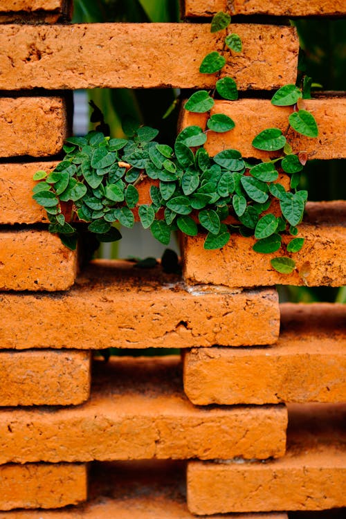 Kostenloses Stock Foto zu dekoration, garten, mauer