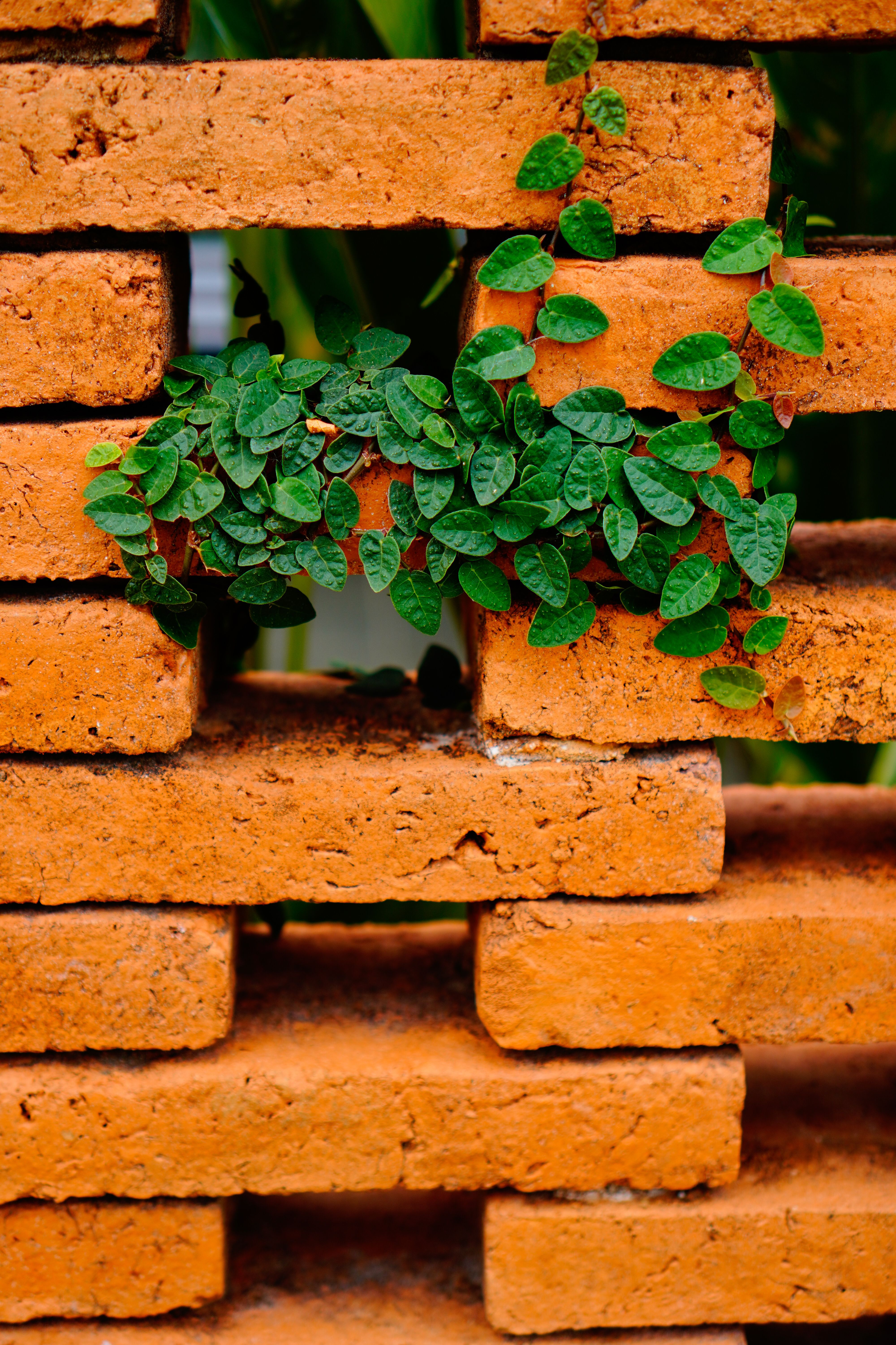Potted Plant in a Brick Wall · Free Stock Photo