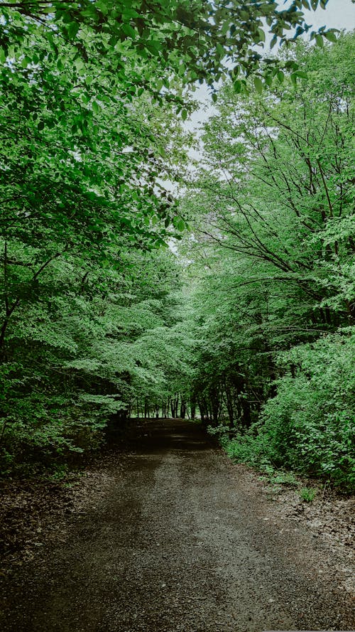 Path in a Green Forest