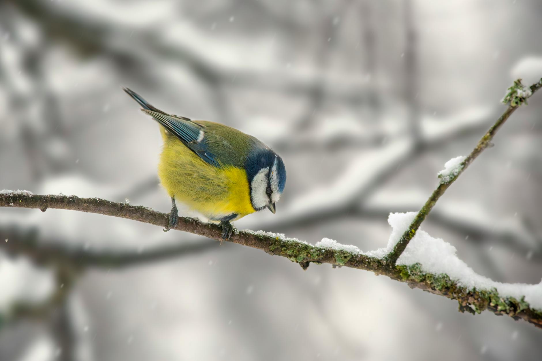 A colorful blue tit on a snowy branch during winter, showcasing its vivid feathers.