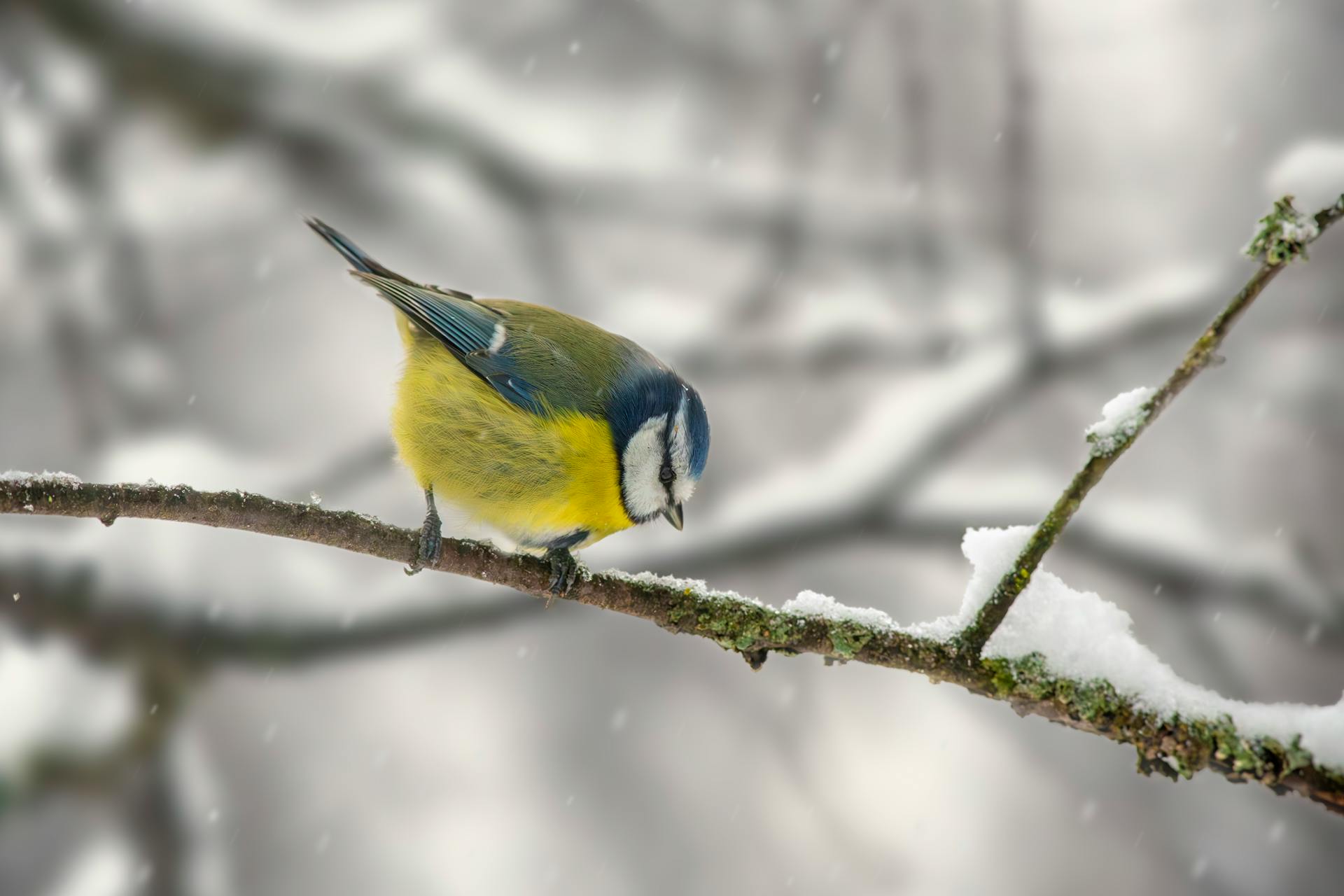 A bird perched on a branch in the snow