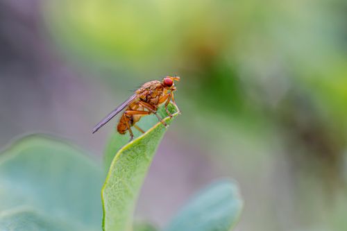 Free Close-up of a fly perched on a leaf, showcasing detailed insect features against a soft, blurred green background. Stock Photo