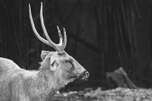 Head of Buck in Black and White