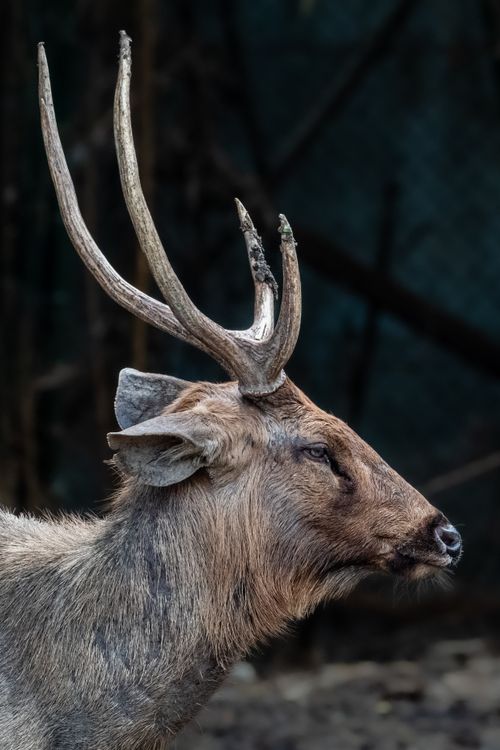Free Close-up portrait of a Sambar deer at a zoo in Bangkok, Thailand, showcasing its impressive antlers. Stock Photo