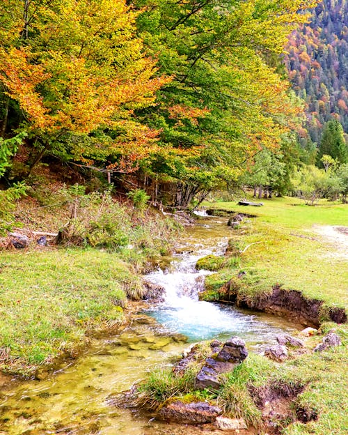 Darmowe zdjęcie z galerii z drzewa, jesień, las