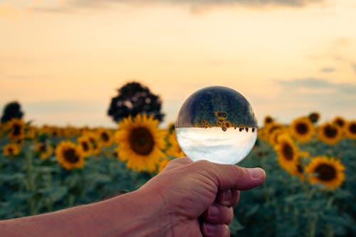A person holding a glass ball in front of a sunflower field
