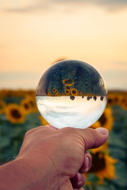 A person holding a glass ball with sunflowers in the background