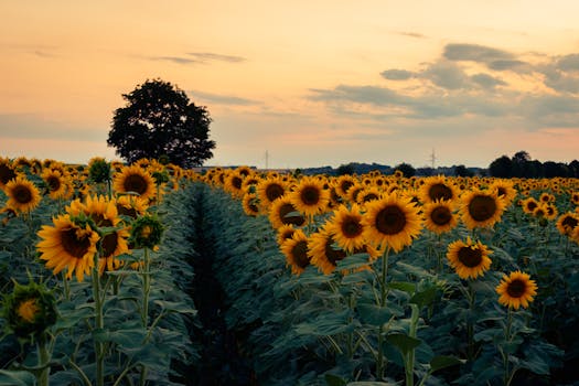 A vast field of sunflowers under a golden sunset, evoking tranquility.