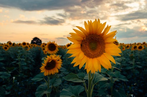 Sunflower in the field at sunset