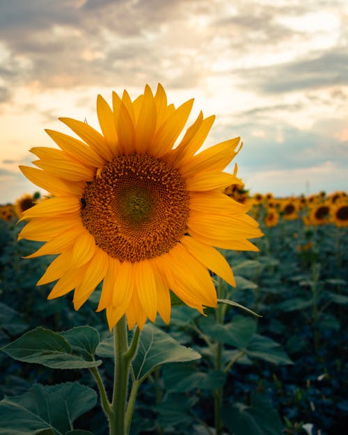 A sunflower is in the middle of a field