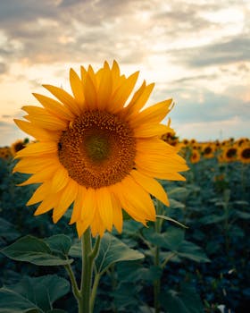 Vibrant sunflower field with a stunning sunset sky. Perfect nature scenery.
