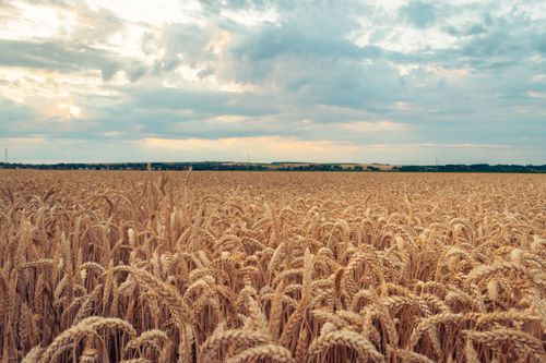 Free A vast wheat field flourishing under a dramatic cloudy sky in a picturesque rural landscape. Stock Photo