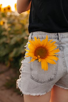 A sunflower displayed in a woman's denim shorts pocket, photographed outdoors in daylight.