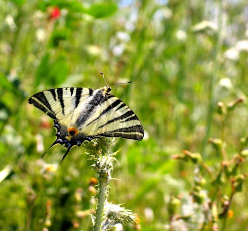 Butterfly Among Green Plants 