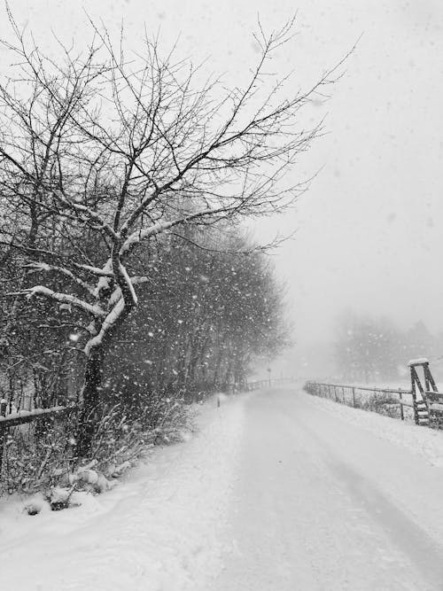 Road in Snow in Black and White