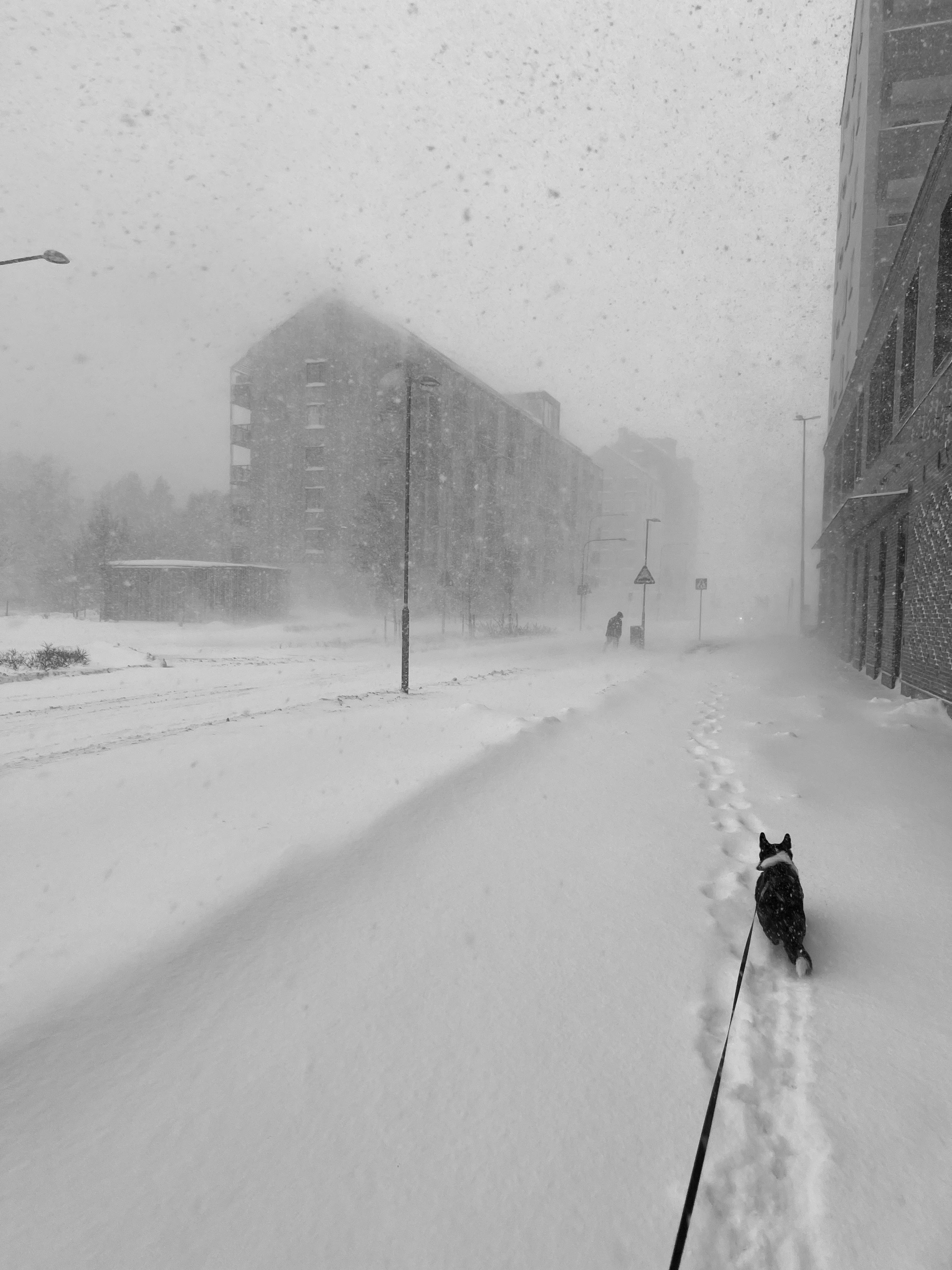 Silhouette of a dog on a leash walking through heavy snowfall in an urban area of Uppsala, Sweden.