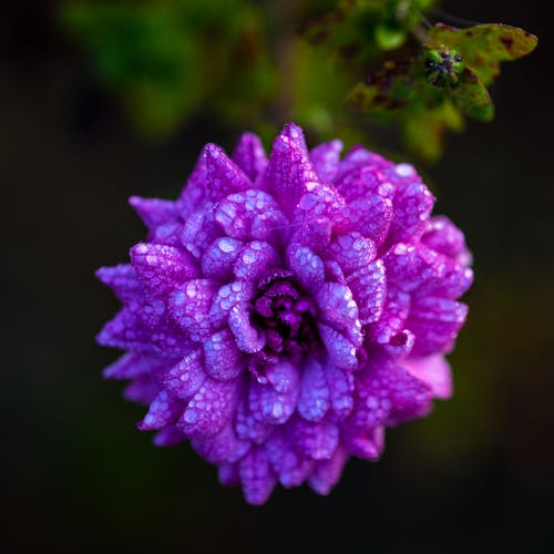 Blooming Pink Flower