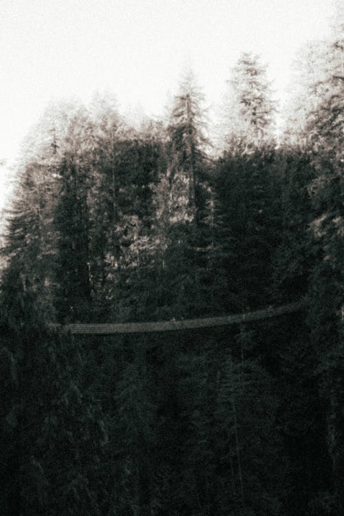 Kostnadsfri bild av barrträd, skog, svartvitt