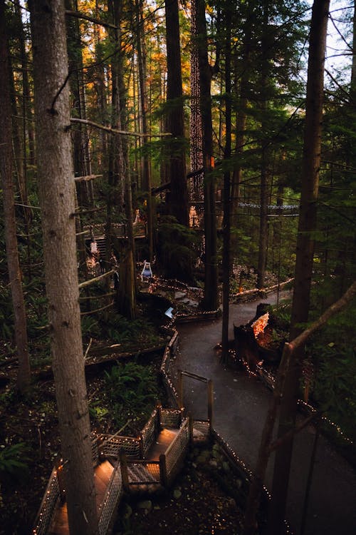 Wooden Paths in a Forest 